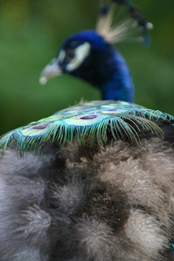 Behind the Peacock Photograph by Karol Livote