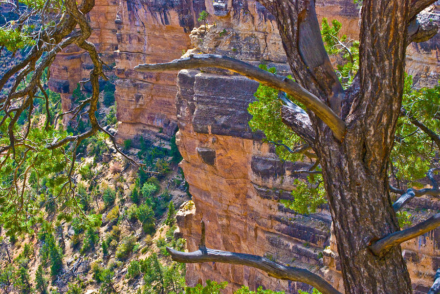 Behind the Tree Grand Canyon Lan163 Photograph by Gordon Sarti
