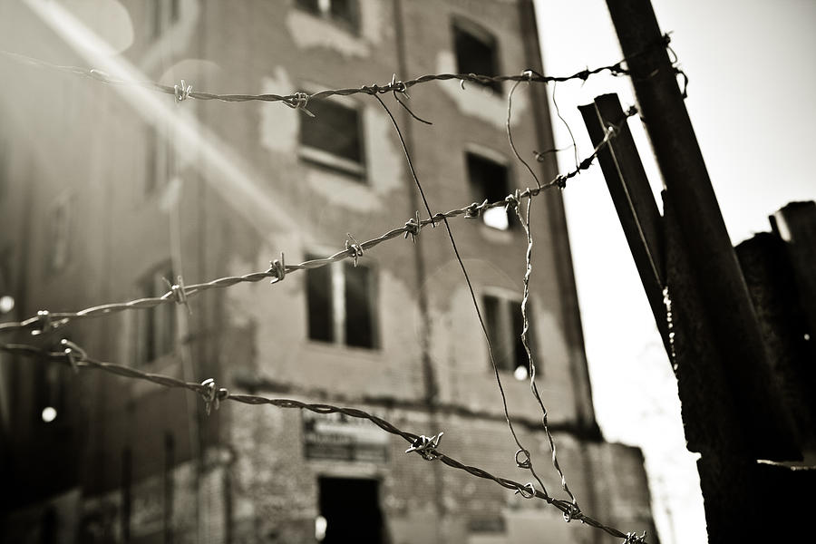 Behind the Wire Photograph by Melinda Ledsome