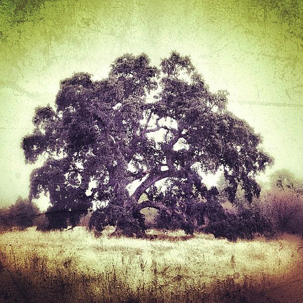 Nature Photograph - Behold The Mighty #oaktree. #beauty by Reggie Williams