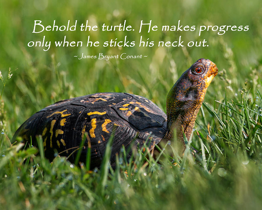 Behold The Turtle Photograph by Bill Wakeley