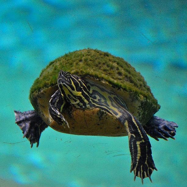behold The Turtle. It Makes Progress Photograph by Jinxi The House Cat