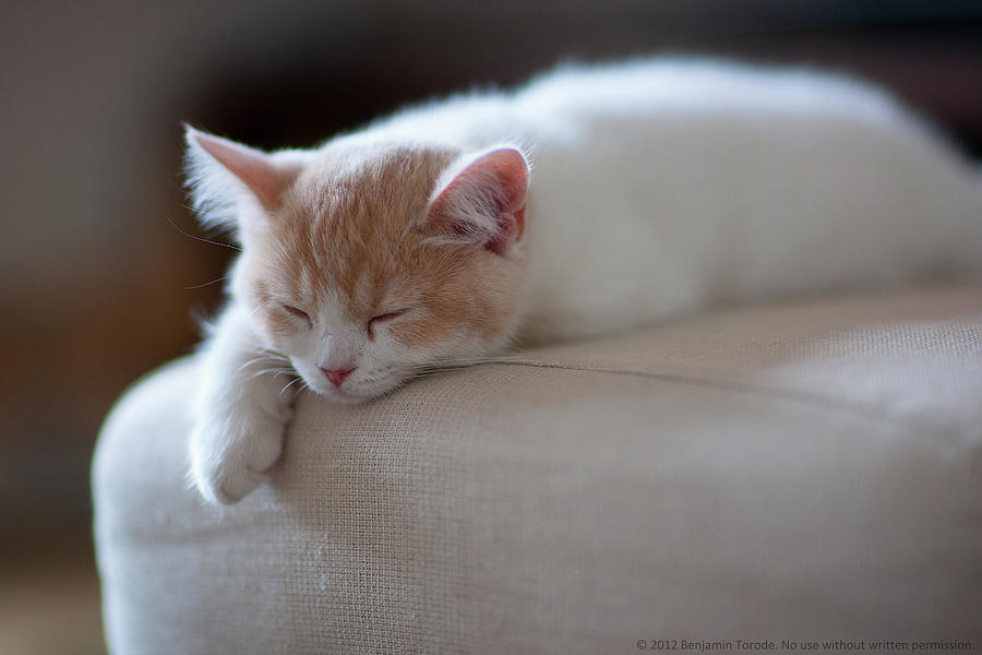 Beige And White Kitten Sleeping On Photograph by Benjamin Torode