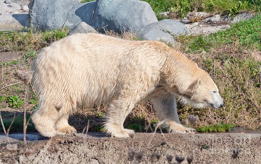 Beige colored polar bear Photograph by Les Palenik