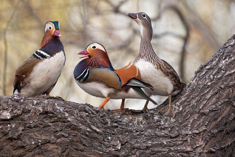 Duck Photograph - Beijing, China, Two Males Vying by Alice Garland
