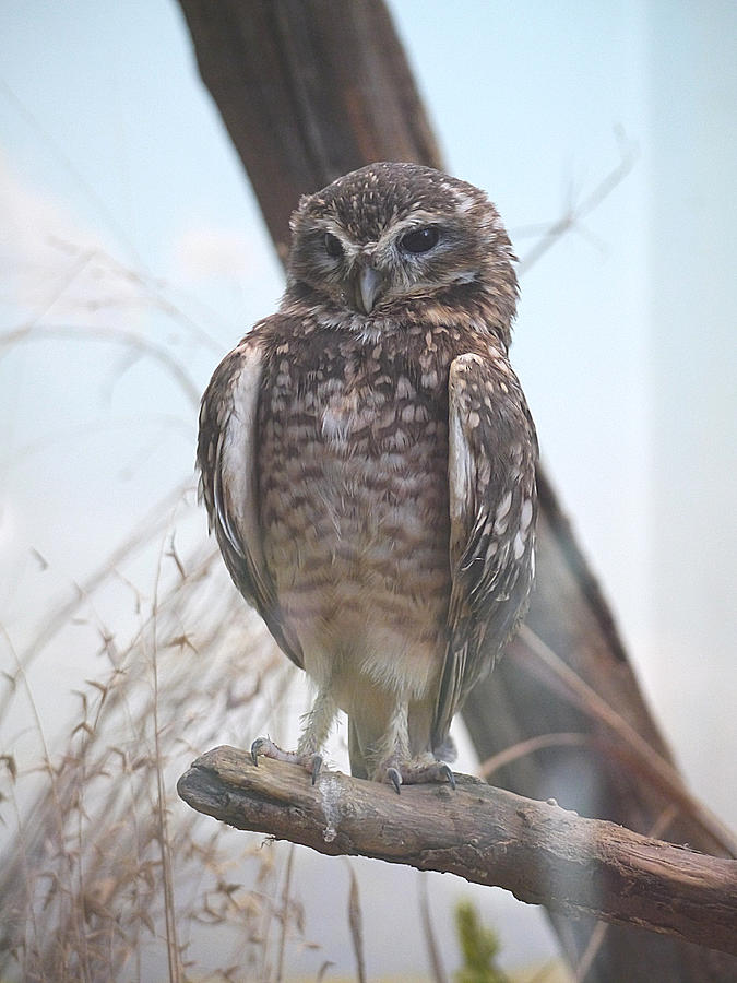 Being a Burrowing Owl is a Hoot Photograph by Richard Reeve