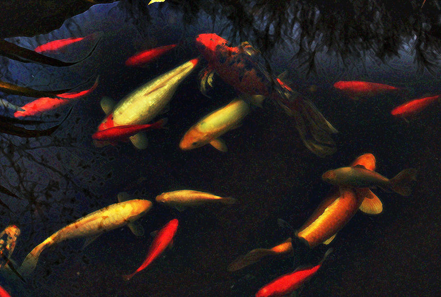 Fish Photograph - Being Koi by Joe Bledsoe