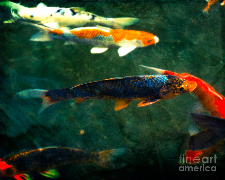 Fish Photograph - Being Koi by Sonja Quintero