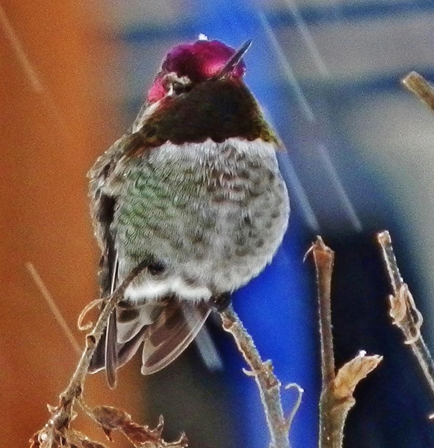 Hummingbird Photograph - Being Snowed On by VLee Watson