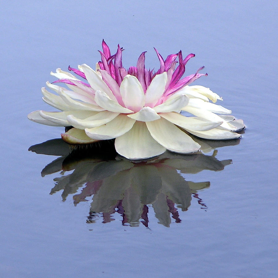 Being Still in the Beauty of the Lily Photograph by John Lautermilch