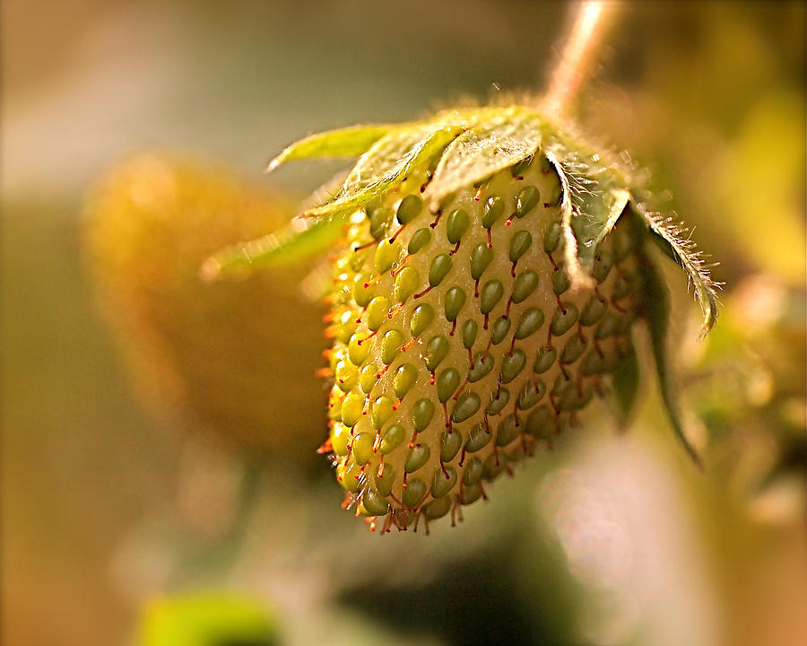 Strawberry Photograph - Being Young and Green by Rona Black