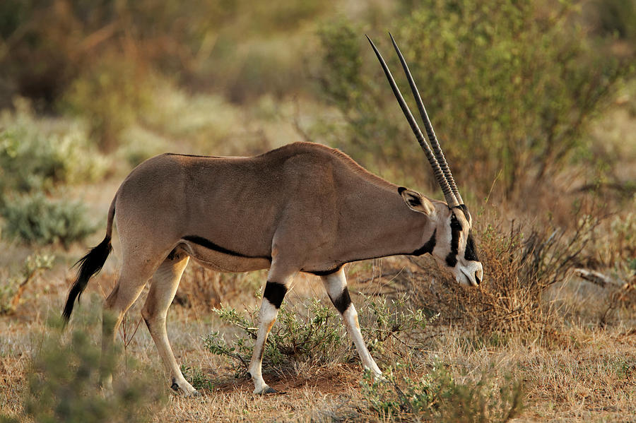 Beisa Oryx, Samburu National Game Photograph by Adam Jones - Fine Art ...