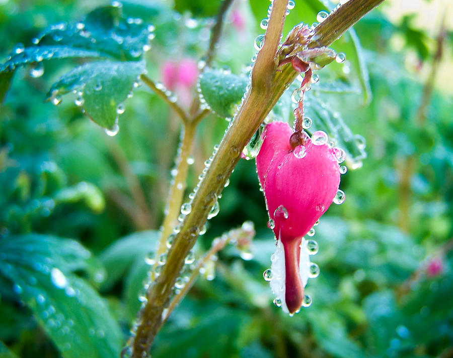 Bejeweled Bleeding Heart Photograph by Bill Pevlor