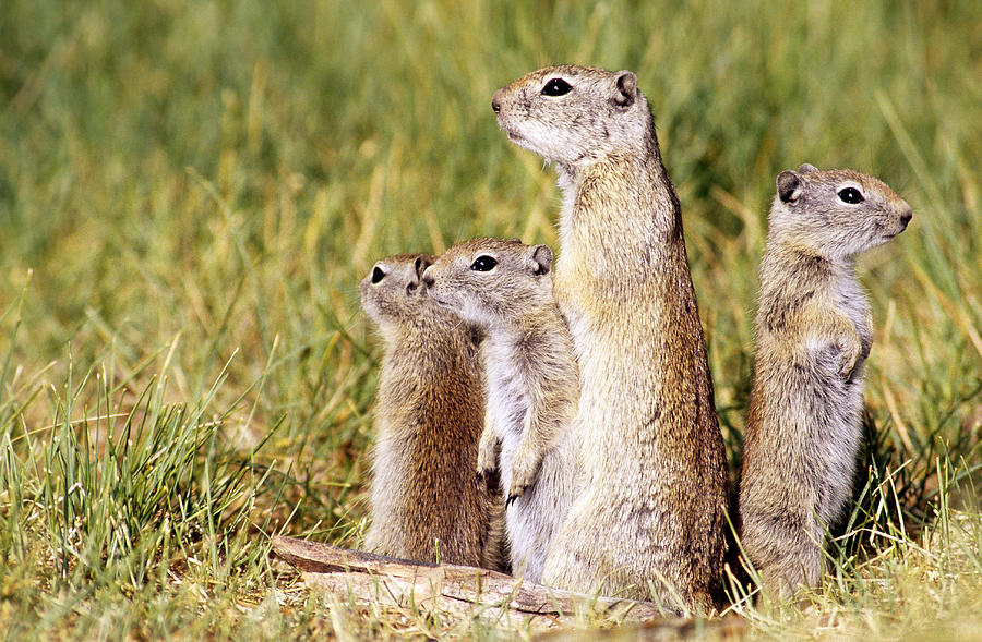 Beldings Ground Squirrels Photograph by Richard Hansen