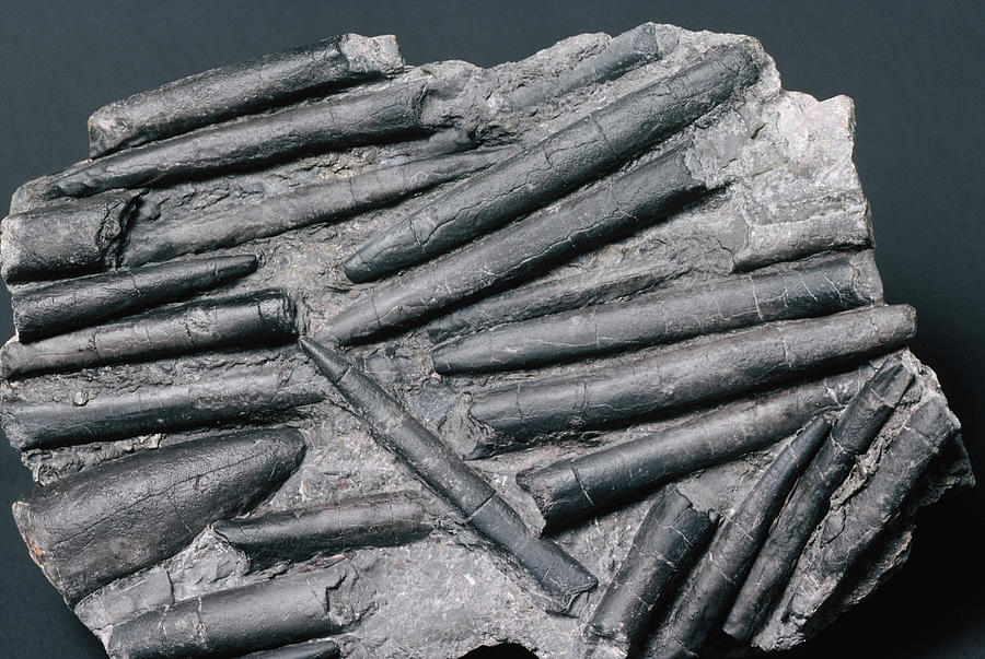 Prehistoric Photograph - Belemnite Fossils by Martin Land/science Photo Library