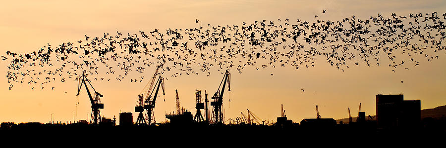 Belfast Swarm Photograph