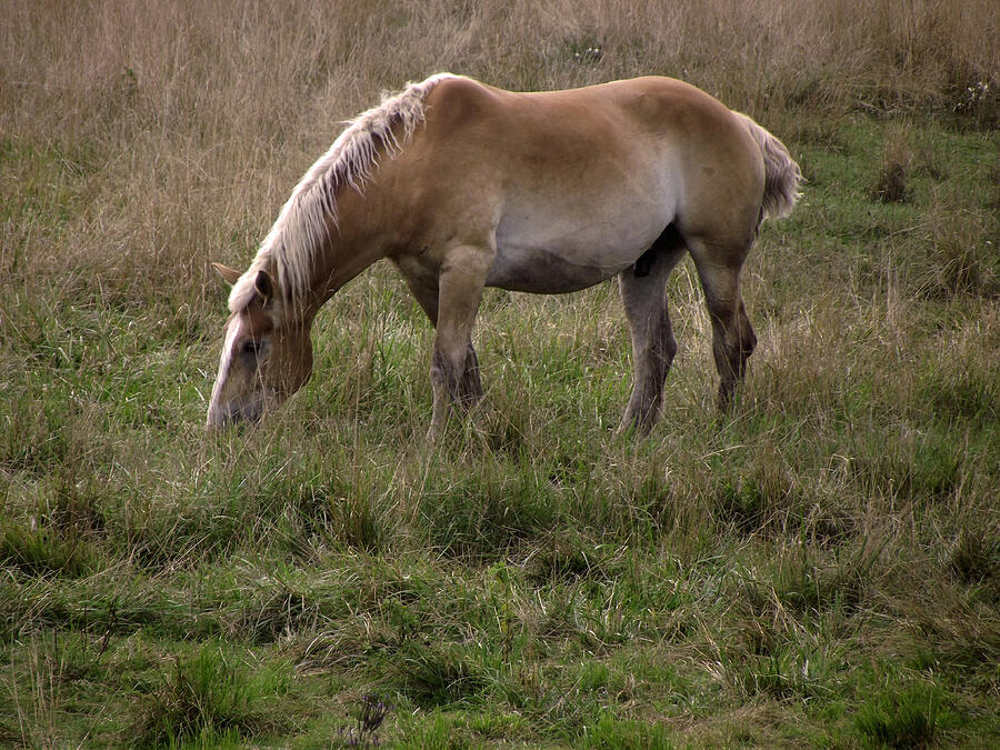 Belgian Draft Horse #1 Photograph by Joyce  Wasser