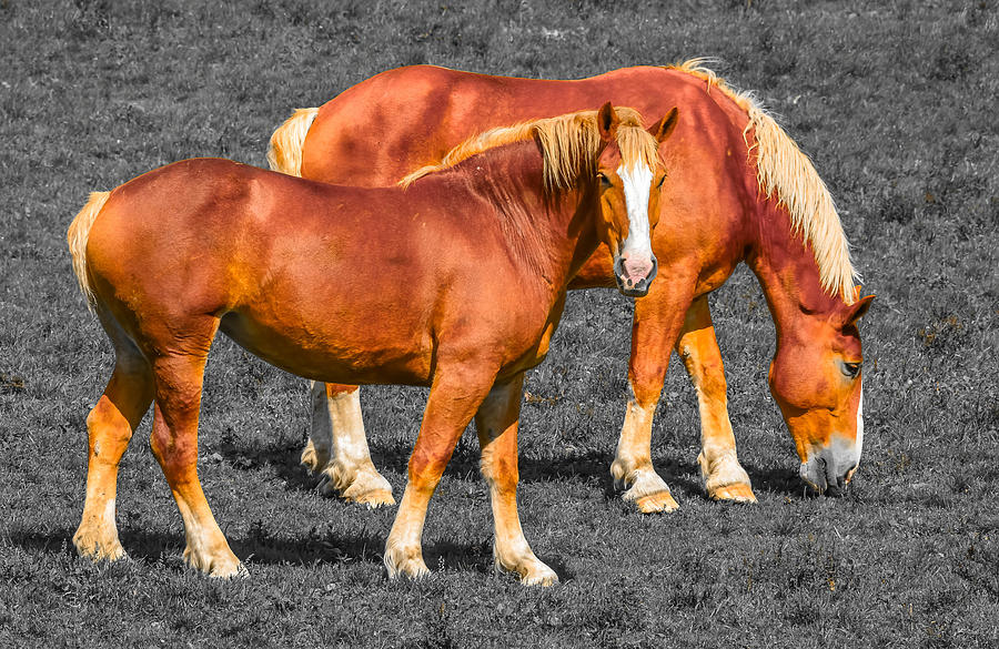 Belgian Draft Horses Photograph by Brian Stevens