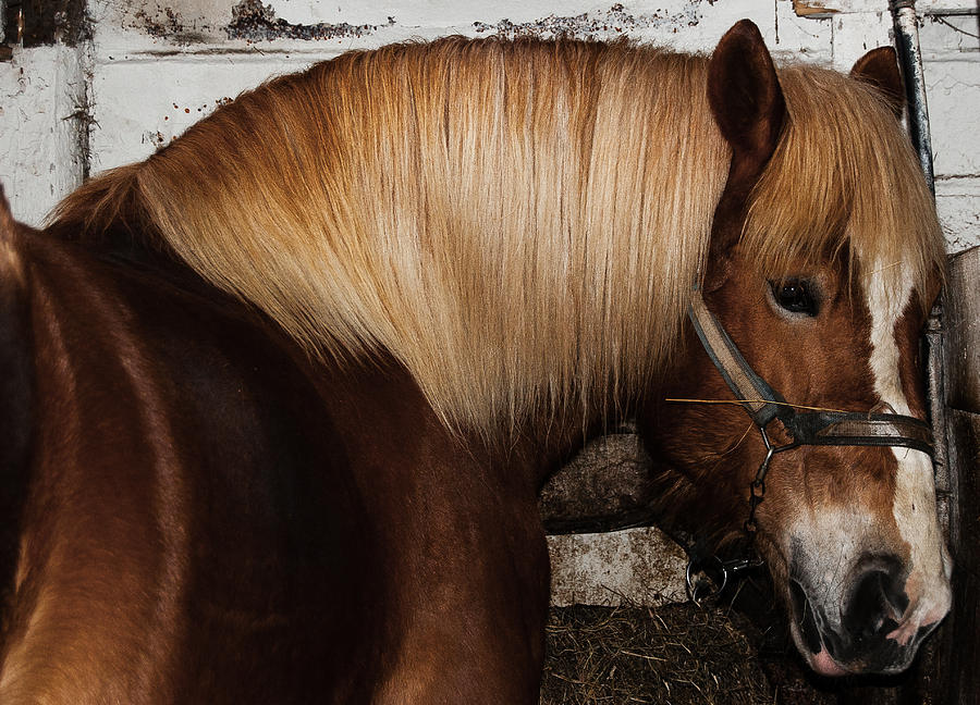 Belgian Horse Photograph by Bianca Nadeau