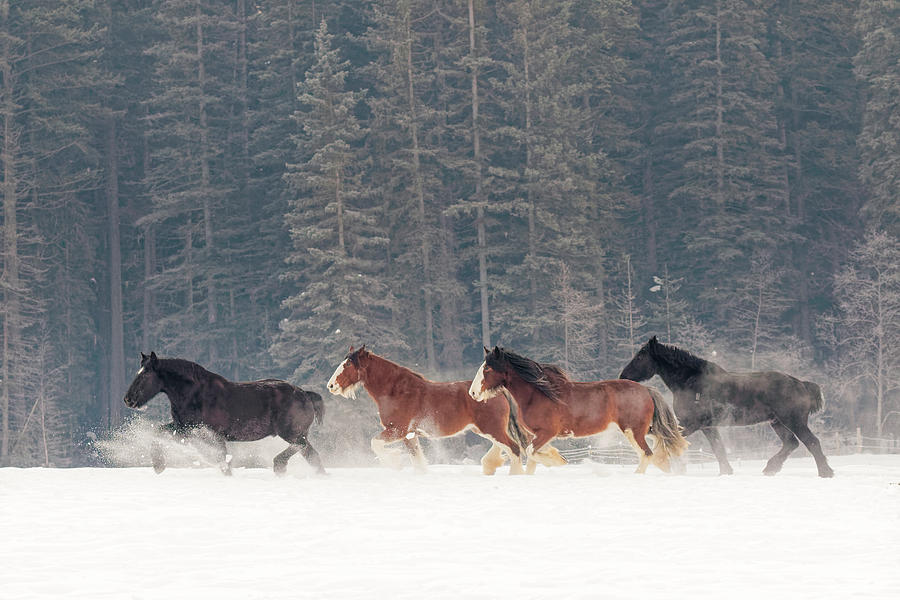 Adam Jones Photograph - Belgian Horse Roundup In Winter by Adam Jones Adam Jones Photograph - Belgian Horse Roundup In Winter by Adam Jones