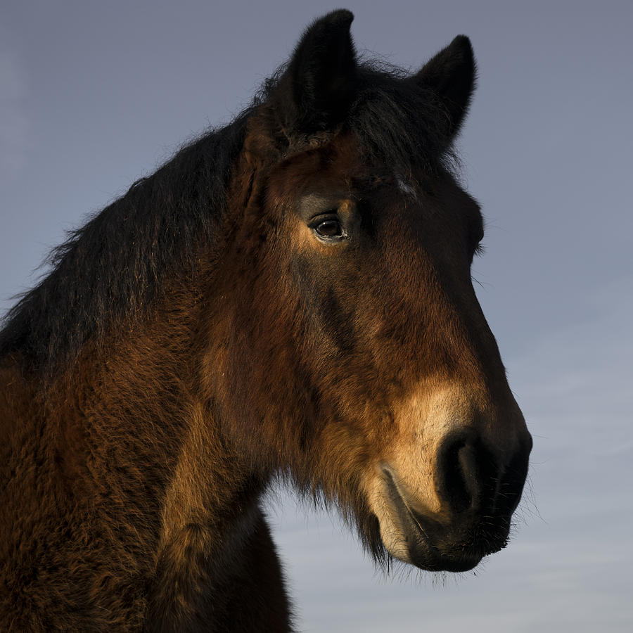 Belgian Horse Photograph