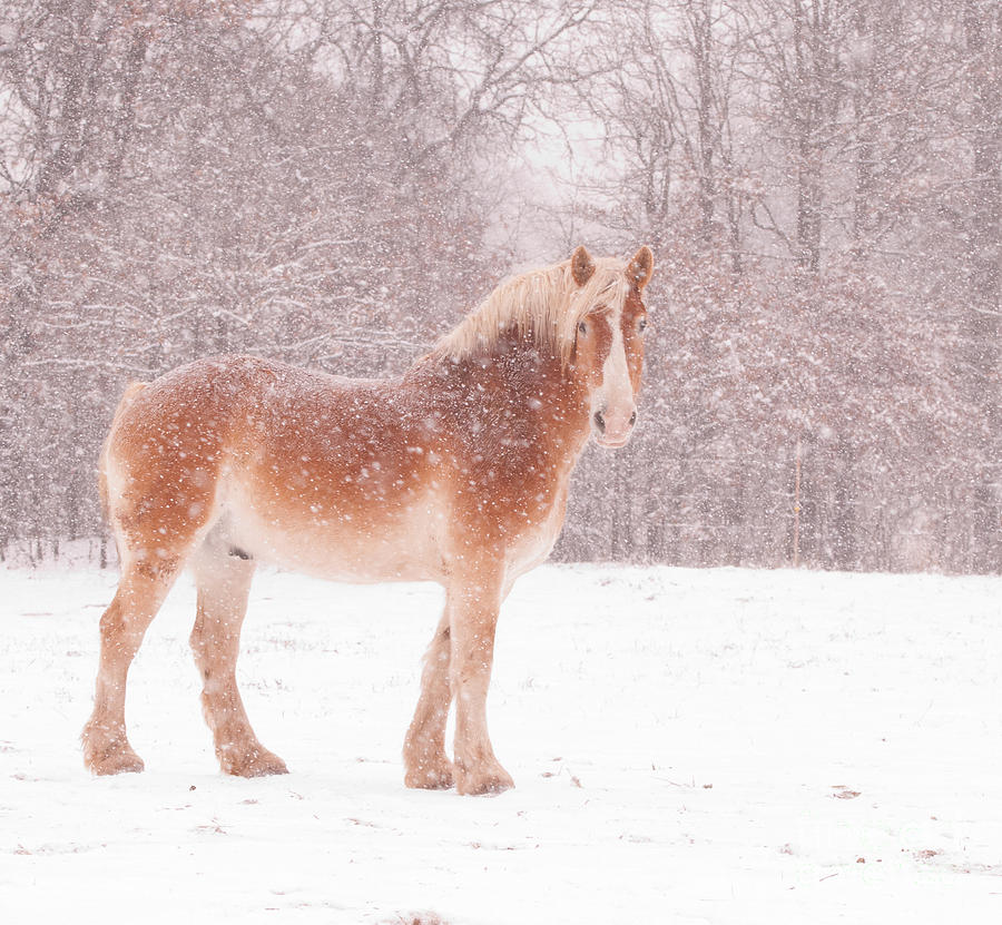 Belgian in a Blizzard Photograph by Sari ONeal