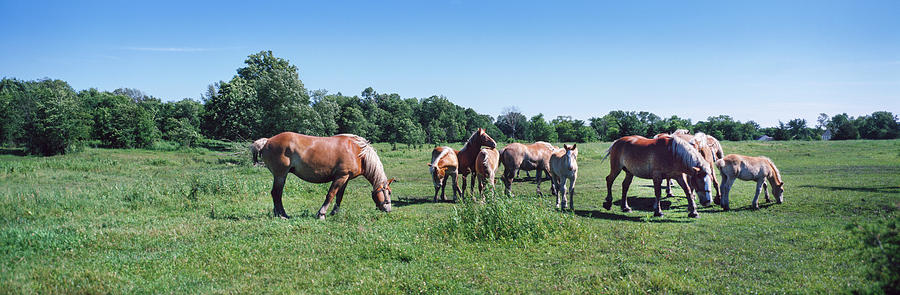 Belgium Horses Grazing In Field Photograph by Panoramic Images