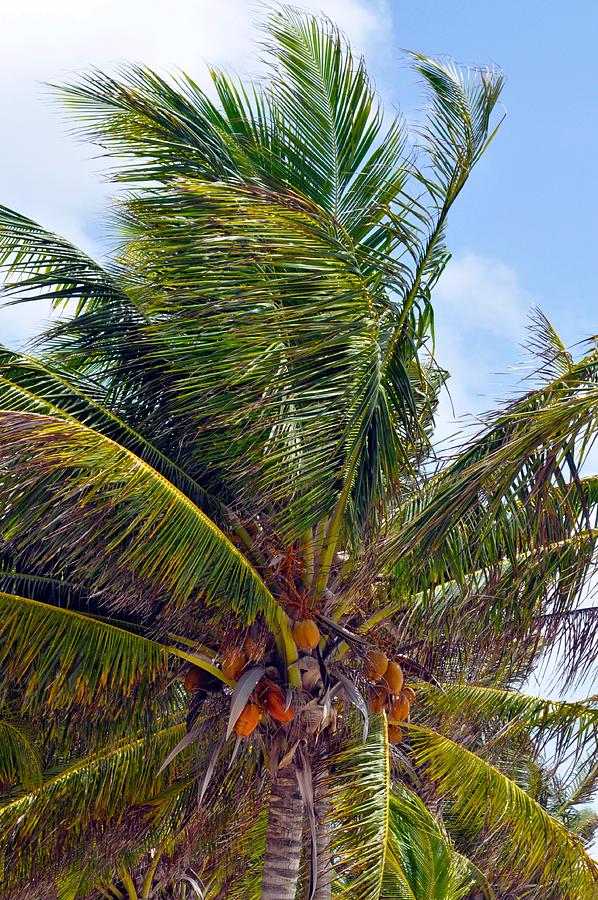 Belize Palm Tree Photograph by Kristina Deane