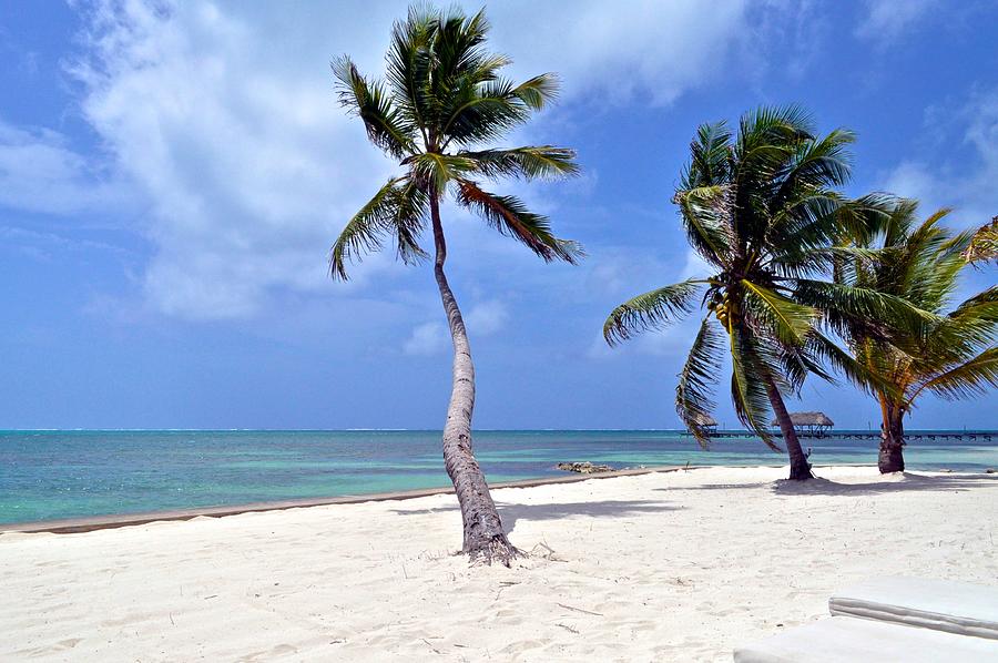 Beautiful Belize Palms Photograph by Kristina Deane