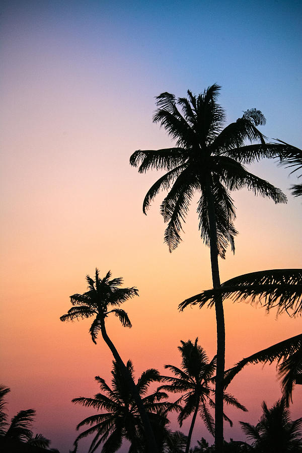 Belize Palms Photograph by Randy Green