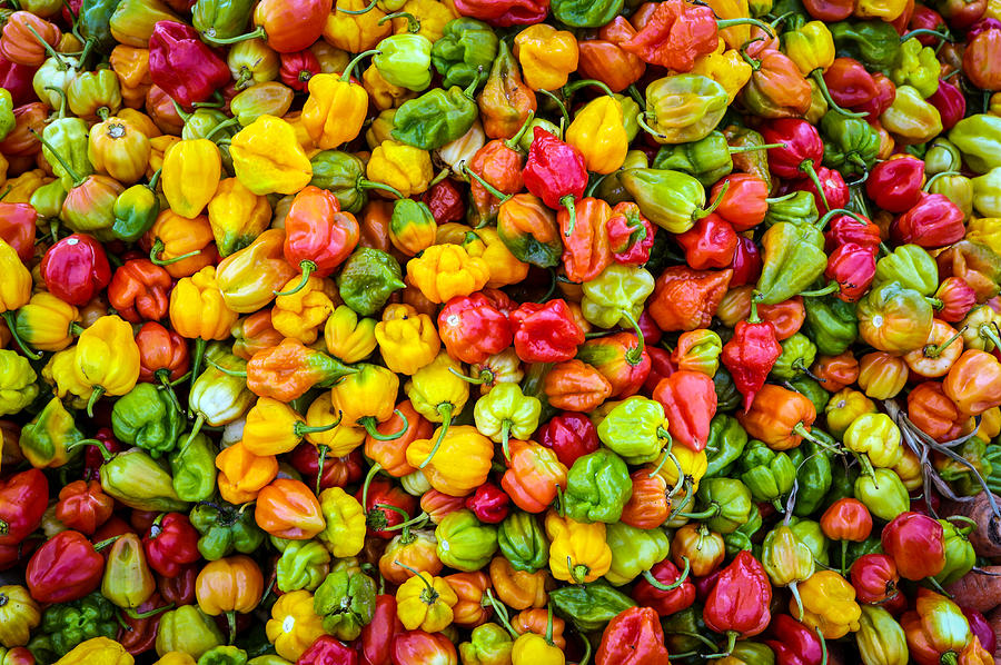Belize Peppers II Photograph by Randy Green