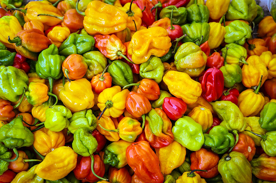 Belize Peppers Photograph by Randy Green
