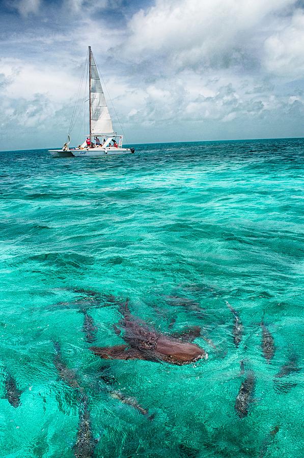 Sailing Photograph - Belize Turquoise Shark n Sail  by Kristina Deane