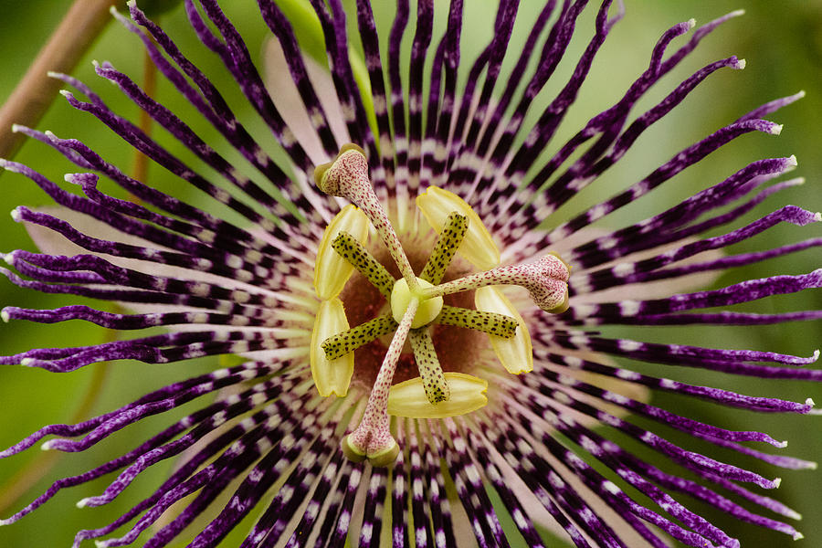 Bell Apple flower - Passiflora Nitida Photograph by SAURAVphoto Online Store