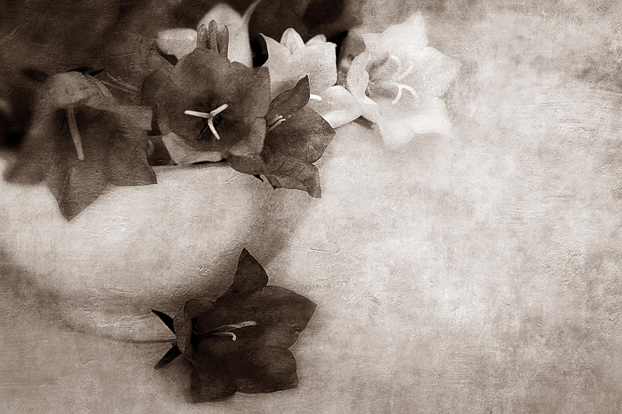 Bell Flowers In Sepia Photograph by Maria Angelica Maira