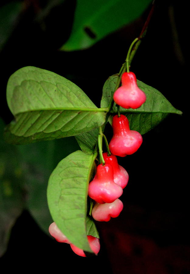 Fruit Photograph - Bell Fruit by Silvie Gunawan