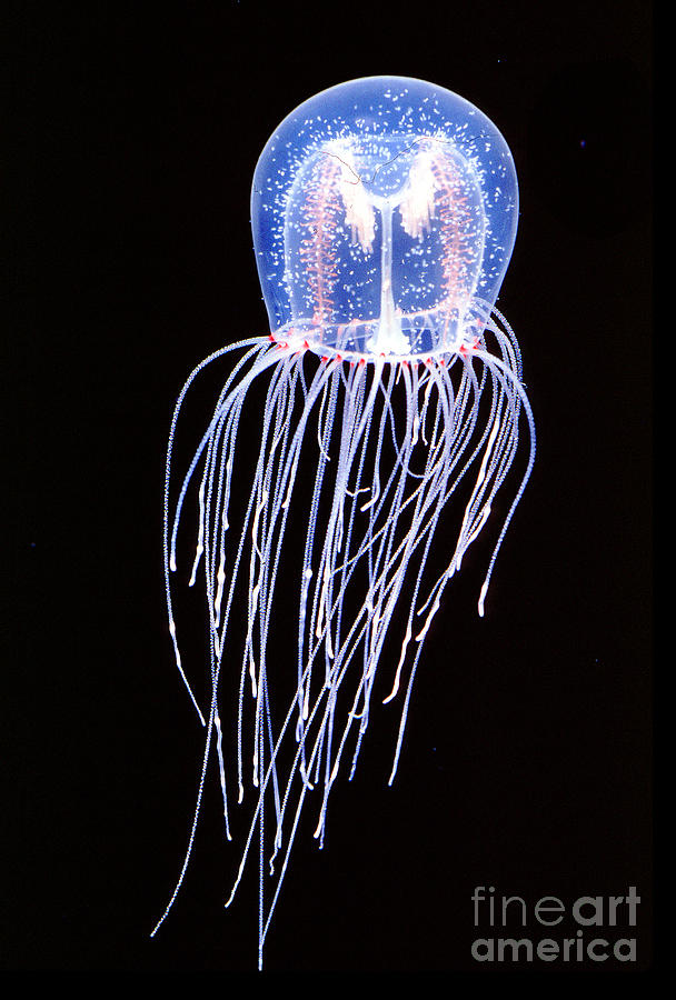 Bell Jelly Jellyfish Photograph by Wernher Krutein - Fine Art America