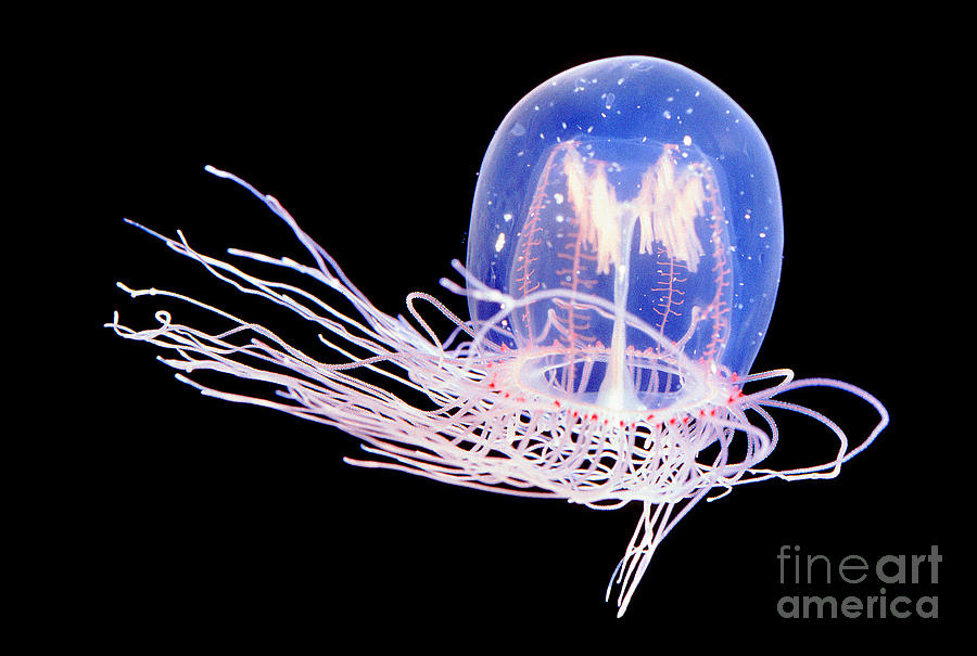 Bell Jelly Polyorchis spp Jellyfish Photograph by Wernher Krutein