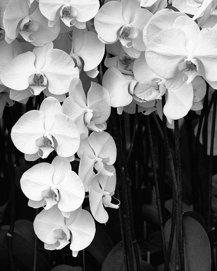 BELL ORCHIDS Palm Springs Photograph by William Dey