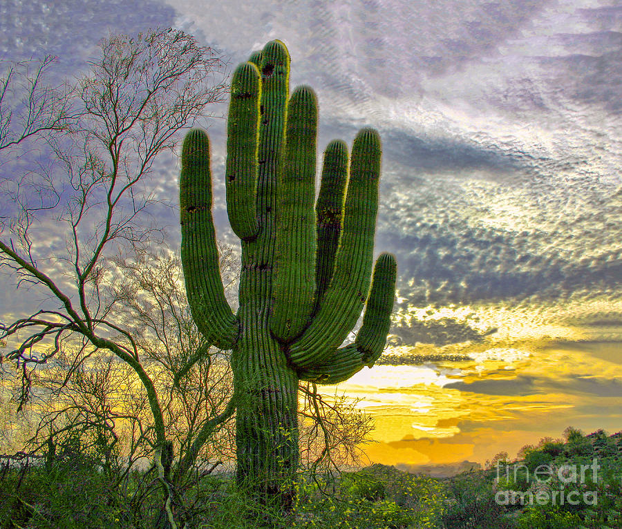 Bell Road Saguaro Photograph by Randy Jackson