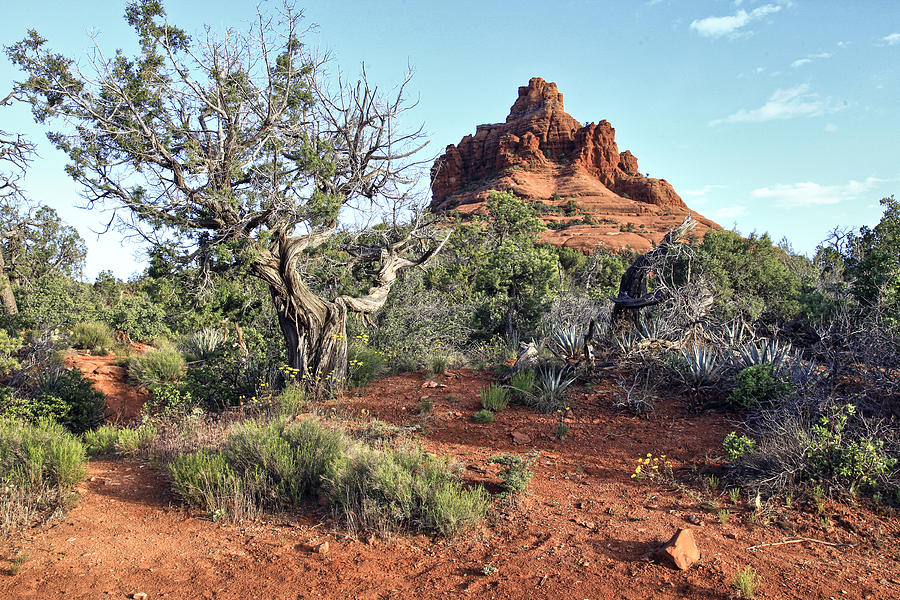 Bell Rock Sedona Arizona Photograph by James Steele