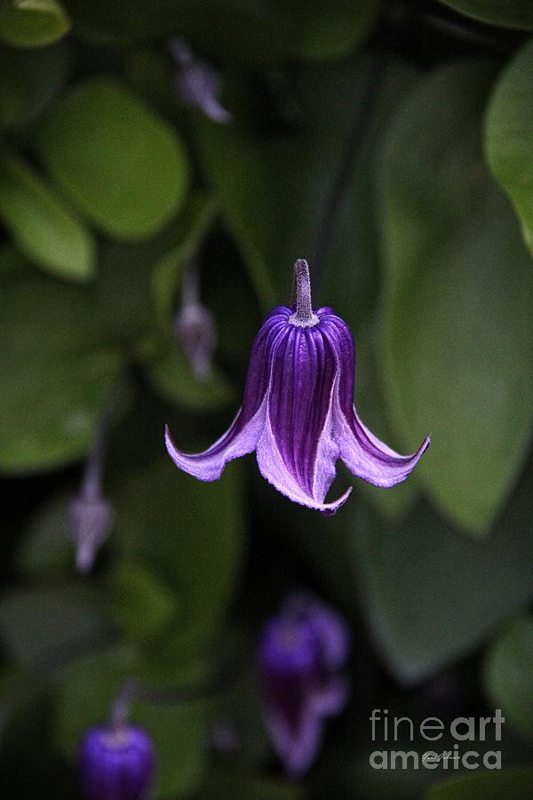 Bell shaped Clematis  Photograph by Yumi Johnson