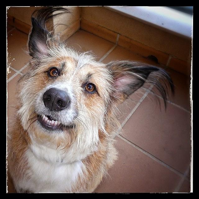 Dog Photograph - Bella #dog #dogrescue #cão #perro by Ruca Cao
