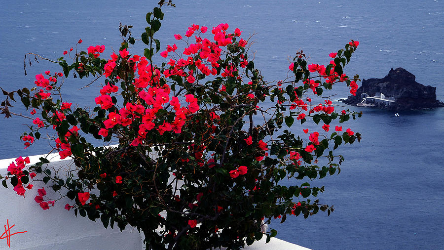Bella Flowers Santorini Island Greece Photograph by Colette V Hera Guggenheim