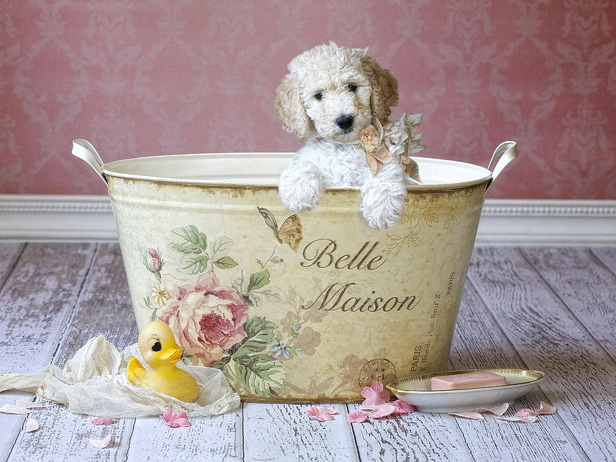 Dog Painting - Bella Maison by MGL Meiklejohn Graphics Licensing