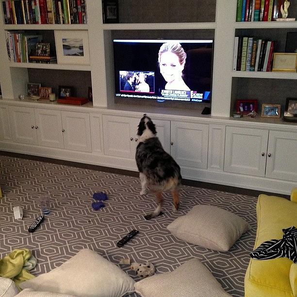 Oscars Photograph - Bella Only Barks When Dogs Are On The by James Johnson