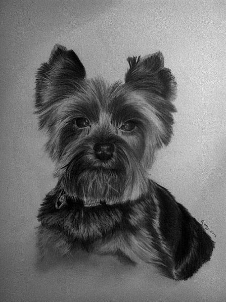 Bella Drawing by Rick Corbett - Fine Art America