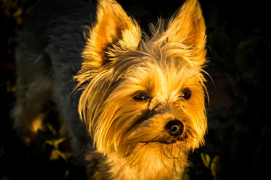 Bella the Wonder Dog Photograph by Jay Stockhaus