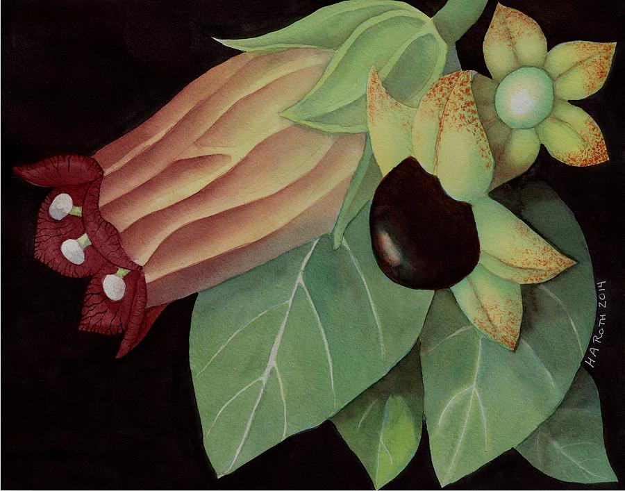 Deadly Nightshade Painting - Belladonna Flower and Berries by Harold A Roth