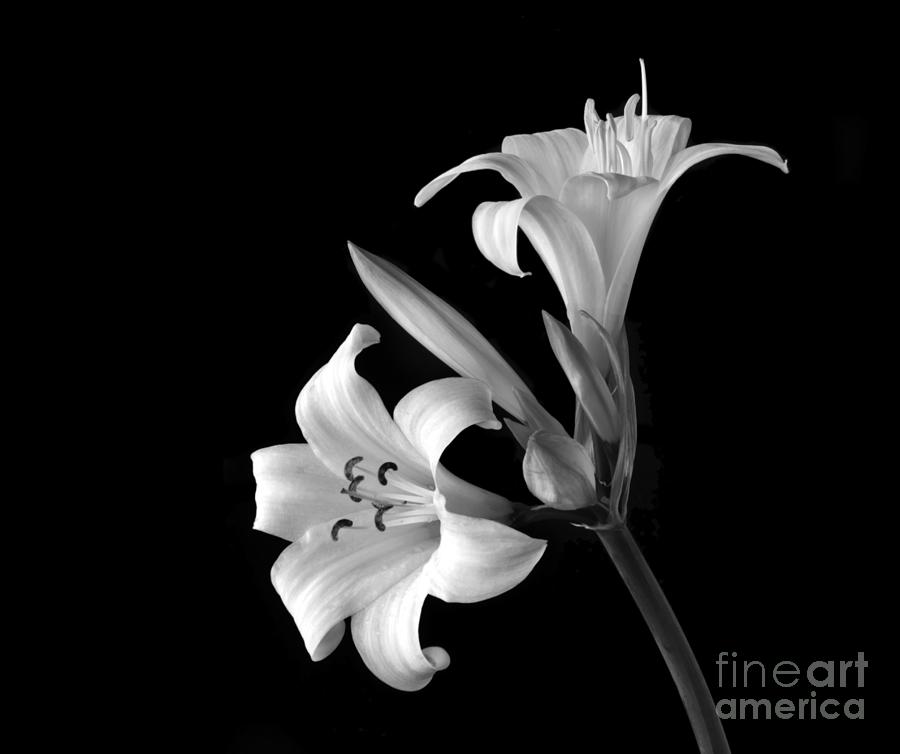 Flower Photograph - Belladonna Lilies  by Christopher Edmunds